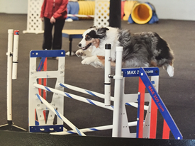 Agility Class