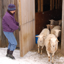 Herding Sheep