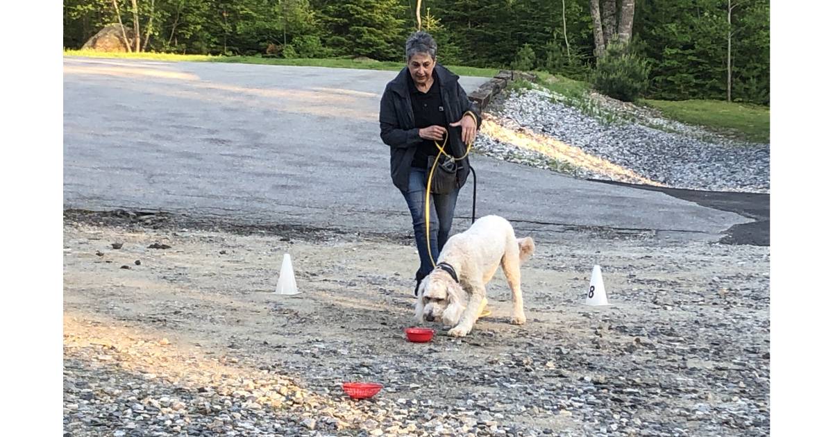 Dog training classes in Mid-Coast Maine